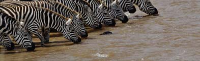 Ένας εξαιρετικός βιότοπος όπου ζουν μερικά από τα πιο γνωστά αφρικάνικά είδη άγριας ζωής, μεταξύ των οποίων ο μεγαλύτερος πληθυσμός