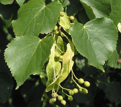 Tilia cordata (Φλαμουριά, Τίλια) Απαντάται σε μικτά δάση καστανιάς, φλαμουριάς σε όλη την Ελλάδα (υψ. 700-1200 μ.