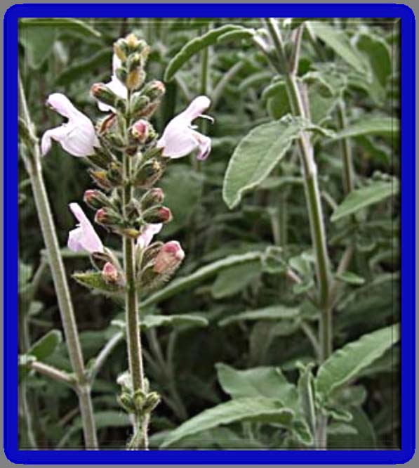Salvia fruticosa (Φασκόμηλο) Συλλέγεται από τον Απρίλιο μέχρι και τον Οκτώβριο.