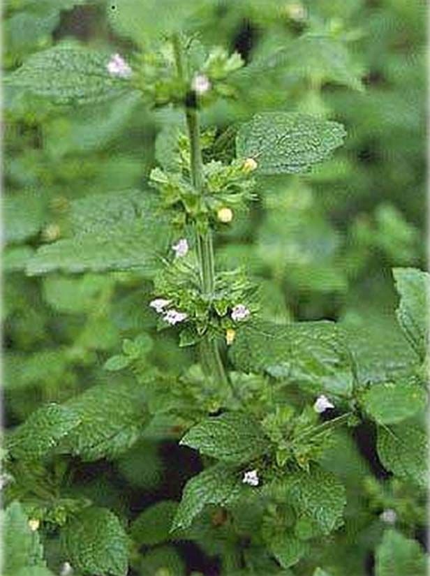 Melissa officinalis (Μελισσόχορτο, μελισσοβότανο, λεμονόχορτο) Χρησιμοποιούνται ανθισμένοι βλαστοί, και φύλλα. Έχει λεμονάτη γεύση.