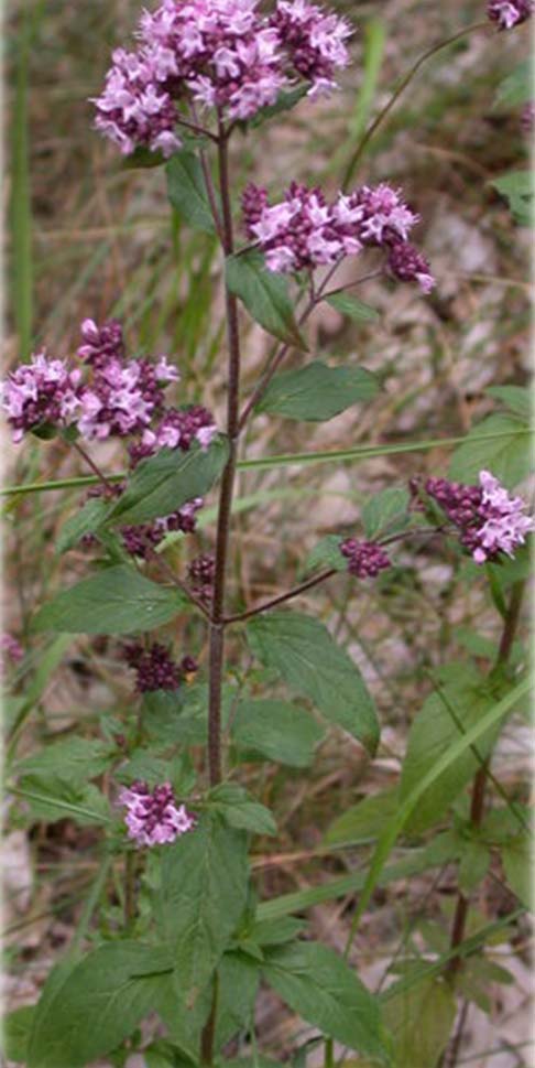 Origanum sp.. { O. vulgare. O. onites } (Ρίγανη( Ρίγανη) Φύεται σε ξηρές πετρώδεις και βραχώδεις περιοχές σε όλη την Ελλάδα έως το υψόμετρο των 1500 μ.