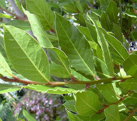 Laurus nobilis (Δάφνη ή Βαγιά) Αειθαλές δένδρο ή δενδρύλιο αυτοφυές στη Μεσόγειο. Τα φύλλα του συλλέγονται όλο το χρόνο, αλλά είναι προτιμότερα κατά το τέλος του καλοκαιριού.