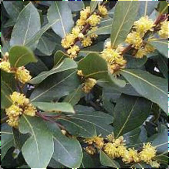 Laurus nobilis (Δάφνη ή Βαγιά) Νοστιμίζει πιάτα με ψάρι, μπαίνει