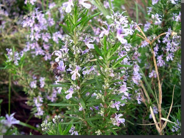 Rosmarinus officinalis (Δεντρολίβανο, αρισμαρί)