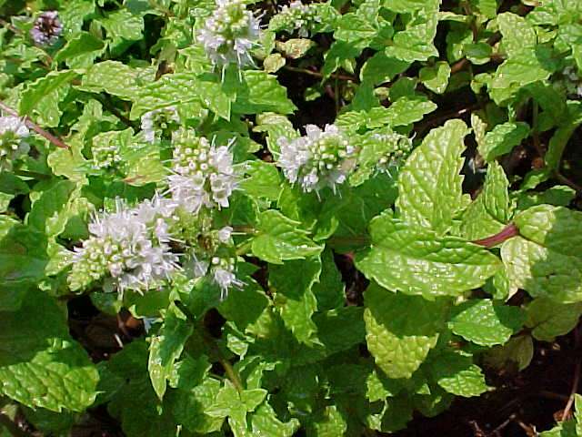 Mentha spicata (Δυόσμος) Τα αρωματικά του φύλλα χρησιμοποιούνται στη μαγειρική (σούπες,