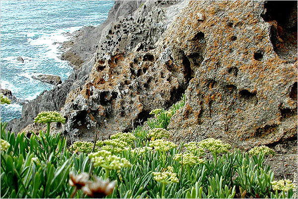 Crithmum maritimum (Κρίταμο, αλμύρα) Είναι ένα πολυετές παχύφυτο που φύεται