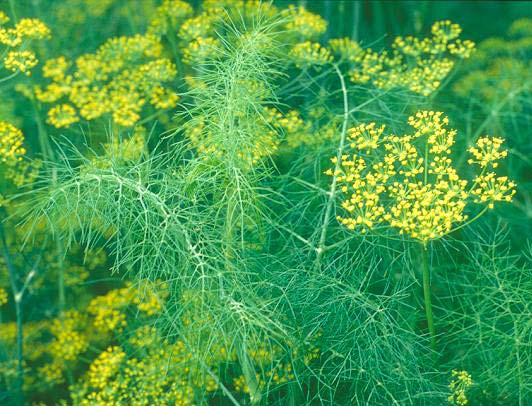 Foeniculum vulgare (Μάραθο, μάλαθρο) Φύεται στις άκρες των δρόμων, σε ξηρές περιοχές σε όλη την Ελλάδα.