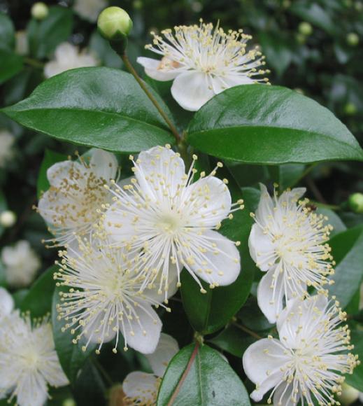 Myrtus communis (Μυρτιά) Πολύκλαδος θάμνος ή δενδρύλιο, που απαντάται σε υγρές περιοχές της Μεσογείου και χαρακτηρίζεται από το ιδιαίτερο άρωμά του (αιθέρια έλαια).