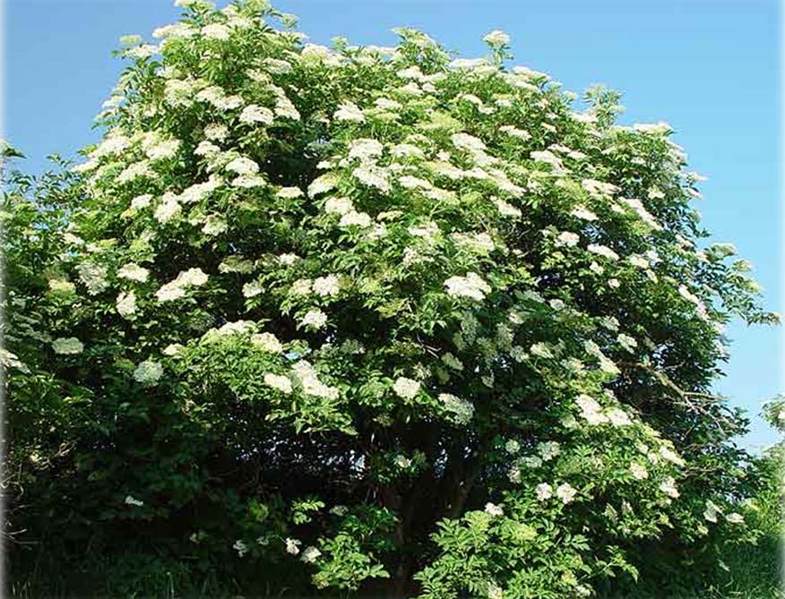 Sambucus nigra (Σαμπούκος, κουφοξυλιά, αφροξυλιά, φροξυλιά, φροξυλάνθη) Eίναι αυτοφυές σε δροσερές δασώδεις τοποθεσίες, σε όχθες χειμάρων και άκρες καλλιεργειών.