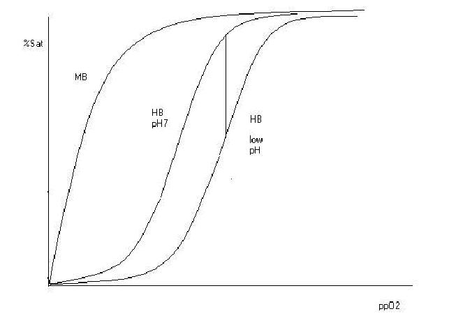 Αναπαράσταση των καμπυλών δέσμευσης οξυγόνου για την αιμοσφαιρίνη (ΗΒ) και την μυοσφαιρίνη (ΜΒ).