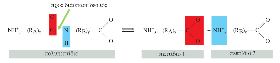 Οι πρωτεάσες σερίνης καταλύουν την υδρόλυση πεπτιδικών δεσμών μέσα σε μία πολυπεπτιδική αλυσίδα.