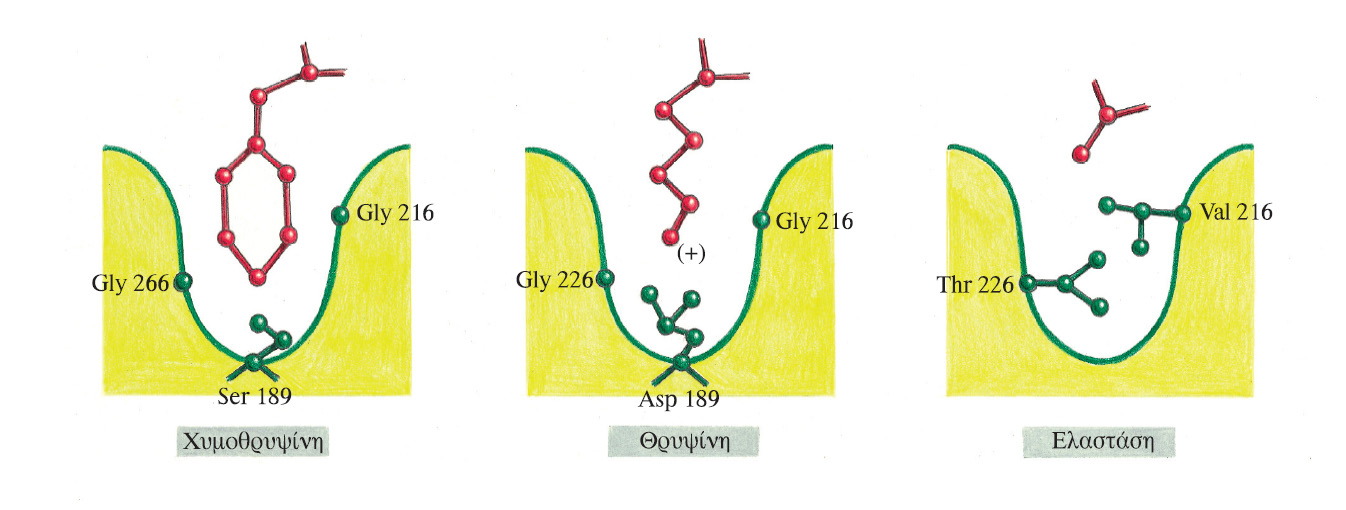 Σχηματικό διάγραμμα που απεικονίζει τους θύλακες ειδικότητας της χυμοθρυψίνης, της θρυψίνης και της ελαστάσης και επεξηγεί την προτίμηση για συγκεκριμένες πλευρικές ομάδες που γειτονεύουν με τον