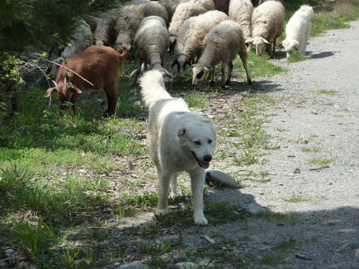 Πώς αντιμετωπίζουν οι σκύλοι φύλαξης κοπαδιών τους θηρευτές; Οι σκύλοι φύλαξης κοπαδιών αντιλαμβάνονται κάθε προσπάθεια των θηρευτών να πλησιάσουν το κοπάδι και γαυγίζοντας ειδοποιούν τον βοσκό.