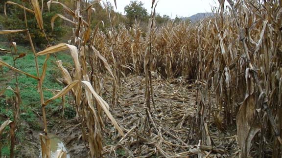 Ζημιές στη φυτική παραγωγή Οι κύριες αιτίες για τις ζημιές αυτές είναι: Η έλλειψη κατάλληλης περίφραξης γύρω