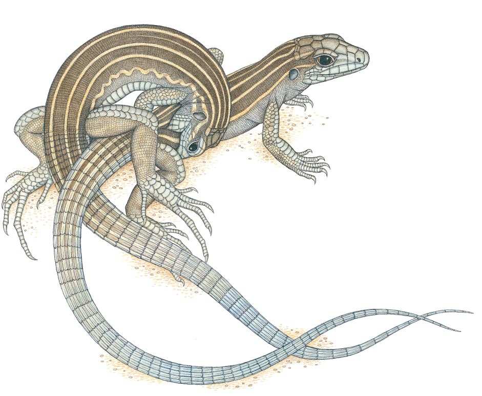 Ανιµαλ Σεξυαλιτψ Animals have evolved a range of mechanisms to determine whether an individual takes on masculine or feminine traits.