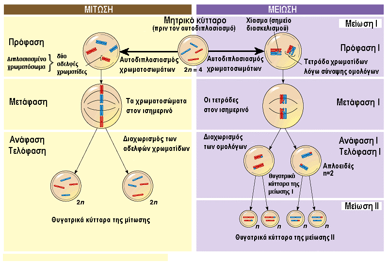 Εικ.13.9 Σύγκριση της µίτωσης και της µείωσης Σηµασία της µείωσης 1. Μείωση του αριθµού των χρωµατοσωµάτων στο µισό στα θυγατρικά κύτταρα (γαµέτες) 2.