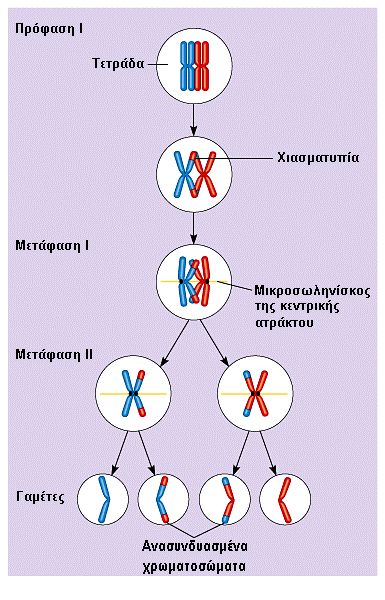 13.3 Χιασµατυπία Εικ. 13.10 Η χιασµατυπία Από ότι έχει λεχθεί µέχρι τώρα γίνεται φανερό πως το κάθε ξεχωριστό χρωµατόσωµα σε κάθε γαµέτη προέρχεται από τον ένα εκ των δύο γονέων.