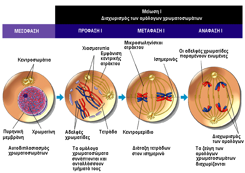 Εικ.13.