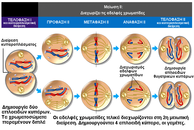 Εικ.13.