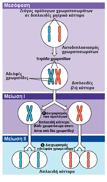 Μείωση: προκαλεί ελάττωση κατά το ήµισυ του αριθµού των χρωµατοσωµάτων Η πιο κάτω εικόνα (13.