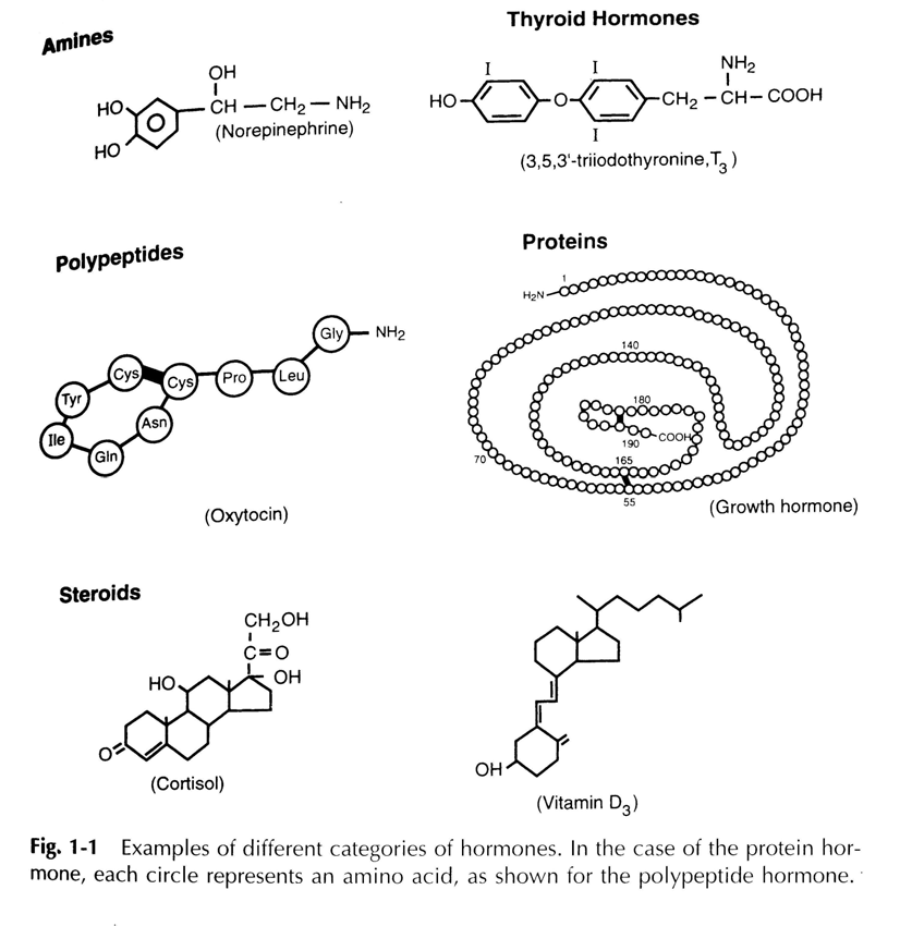 Τα γενικά χαρακτηριστικά των Η χημική φύση των ορμονών - Στεροειδείς - Πρωτεϊνικής φύσεως - Ολιγοπεπτίδια και
