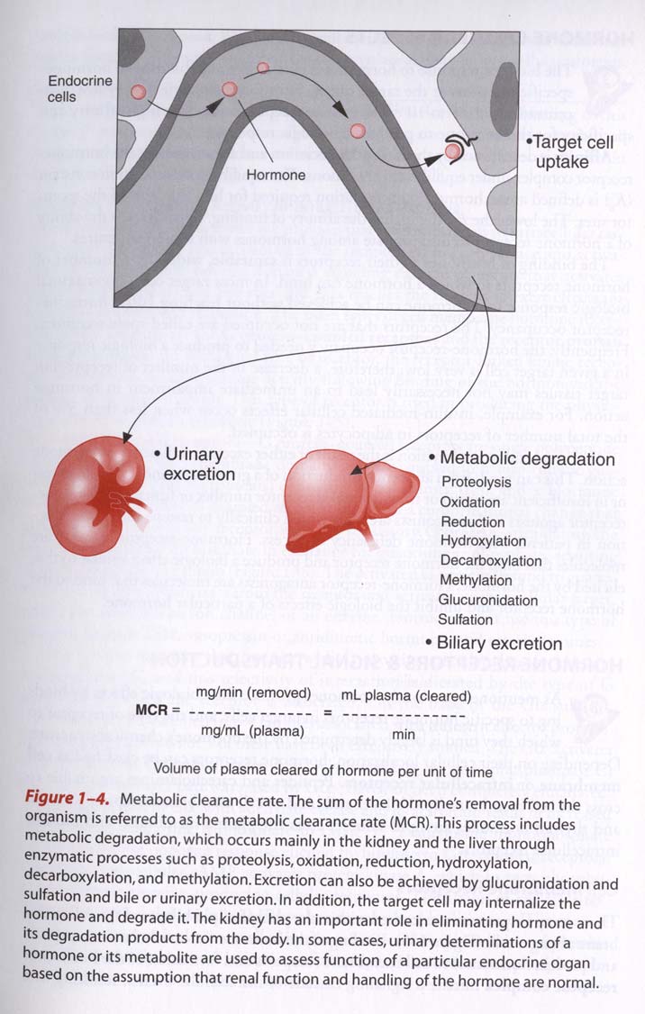 Τα γενικά χαρακτηριστικά των ορμονών Ημιπερίοδος ζωής Ρυθμός μεταβολικής κάθαρσης Μεταβολή ορμονών στους περιφερικούς ιστούς (π.χ. τεστοστερόνης και θυροξίνης), καταβολισμός (ήπαρ, νεφροί, ιστοί στόχοι) και απέκκριση P.