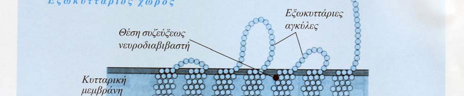 Δομή των ορμονικών υποδοχέων και
