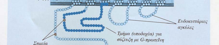 ορμόνες (μεμβρανικοί( υποδοχείς) Υποδοχείς