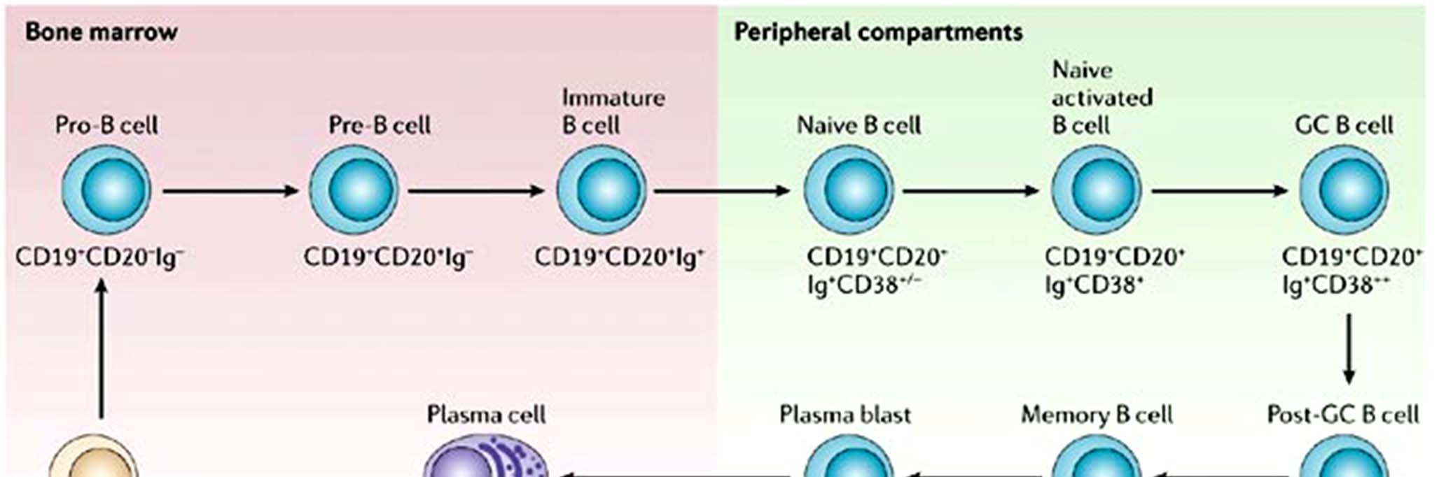 Διαφοροποίηση και ωρίμανση Β - λεμφοκυττάρων Stages