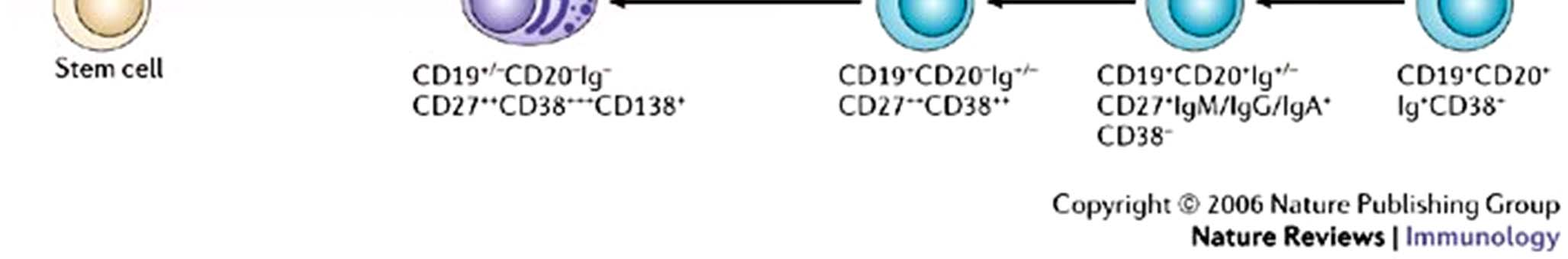 anatomical site and the expression of cellsurface