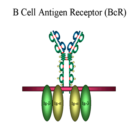 Υποδοχείς Β-κυττάρων ( BcR, Β cell receptor) Τα Β κύτταρα παράγουν ανοσοσφαιρίνες, ως μεμβρανικές πρωτεΐνες