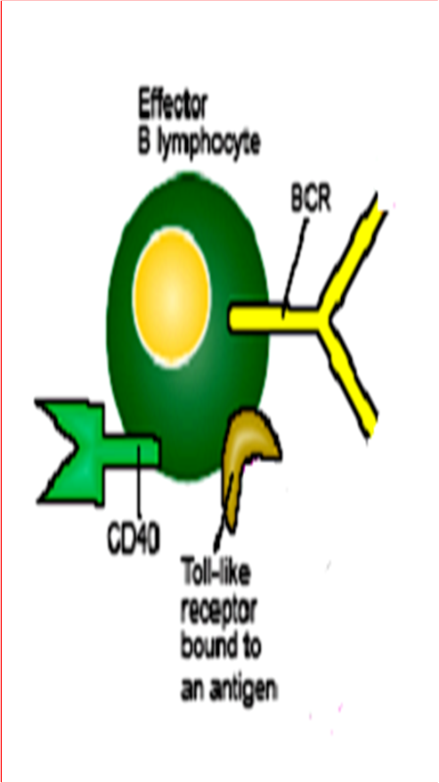 Υποδοχείς Β-κυττάρων ( BcR, Β cell receptor) Ag Οι BCRs υποδοχείς επιτρέπουν την άμεση αντίδραση των Β με