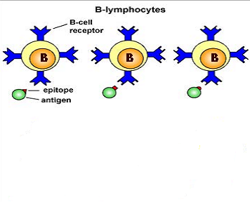 Αναγνώριση του αντιγόνου από τα Β λεμφοκύτταρα Τα Β-λεμφοκύτταρα με τους BCRs