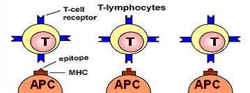 Ενώ τα Τ-λεμφοκύτταρα με τους TCRs, αναγνωρίζουν μόνο τα επεξεργασμένα