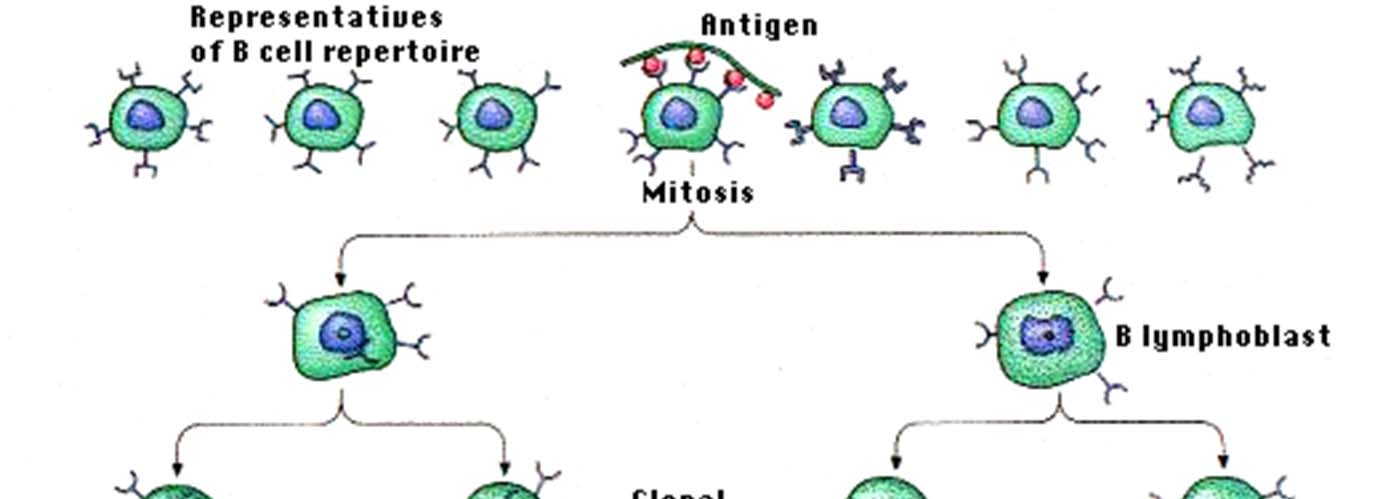 Αναγνώριση θυμοανεξάρτητου αντιγόνου από τα Β-κύτταρα Όταν το Β- κύτταρο