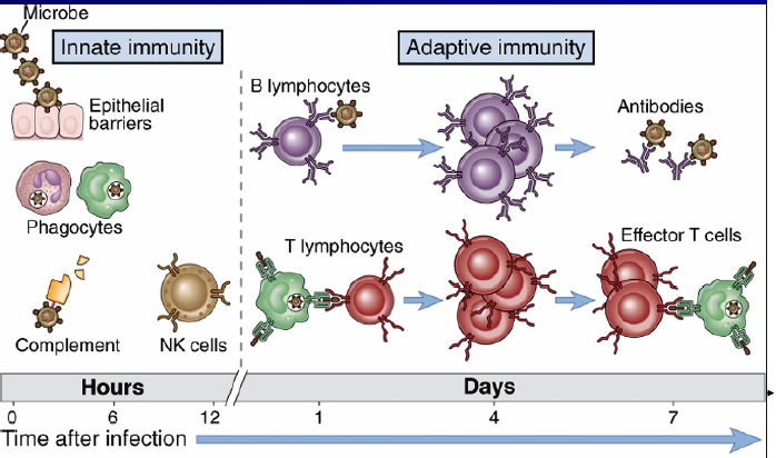 Μη ειδική και ειδική ανοσία (innate and adaptive immunity) Η αρμονική συνεργασία φυσικής και επίκτητης ανοσίας διαμορφώνει τις συνθήκες βιολογικής υπεράσπισης του οργανισμού έναντι της