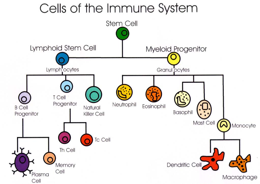 Κύτταρα ανοσιακού συστήματος Όλα τα κύτταρα του ανοσιακού συστήματος προέρχονται από το πολυδύναμο αρχέγονο κύτταρο (stem cell) του μυελού των οστών που διαφοροποιείται σε