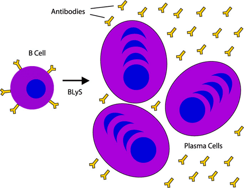 Β - λεμφοκύτταρα Τα Β- κύτταρα παράγονται στον μυελό των οστών και διαφοροποιούνται στο εμβρυϊκό ήπαρ και σπλήνα και στον ενήλικα μυελό των οστών ενώ τα