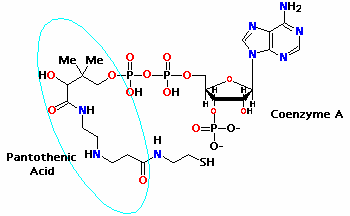 4.3 XHMEIA ΠΑΝΤΟΘΕΝΙΚΟΥ ΟΞΕΟΣ Χαρακτηριστικός τύπος αντίδρασης του παντοθενικού είναι η µεταφορά ακετυλικής οµάδας.