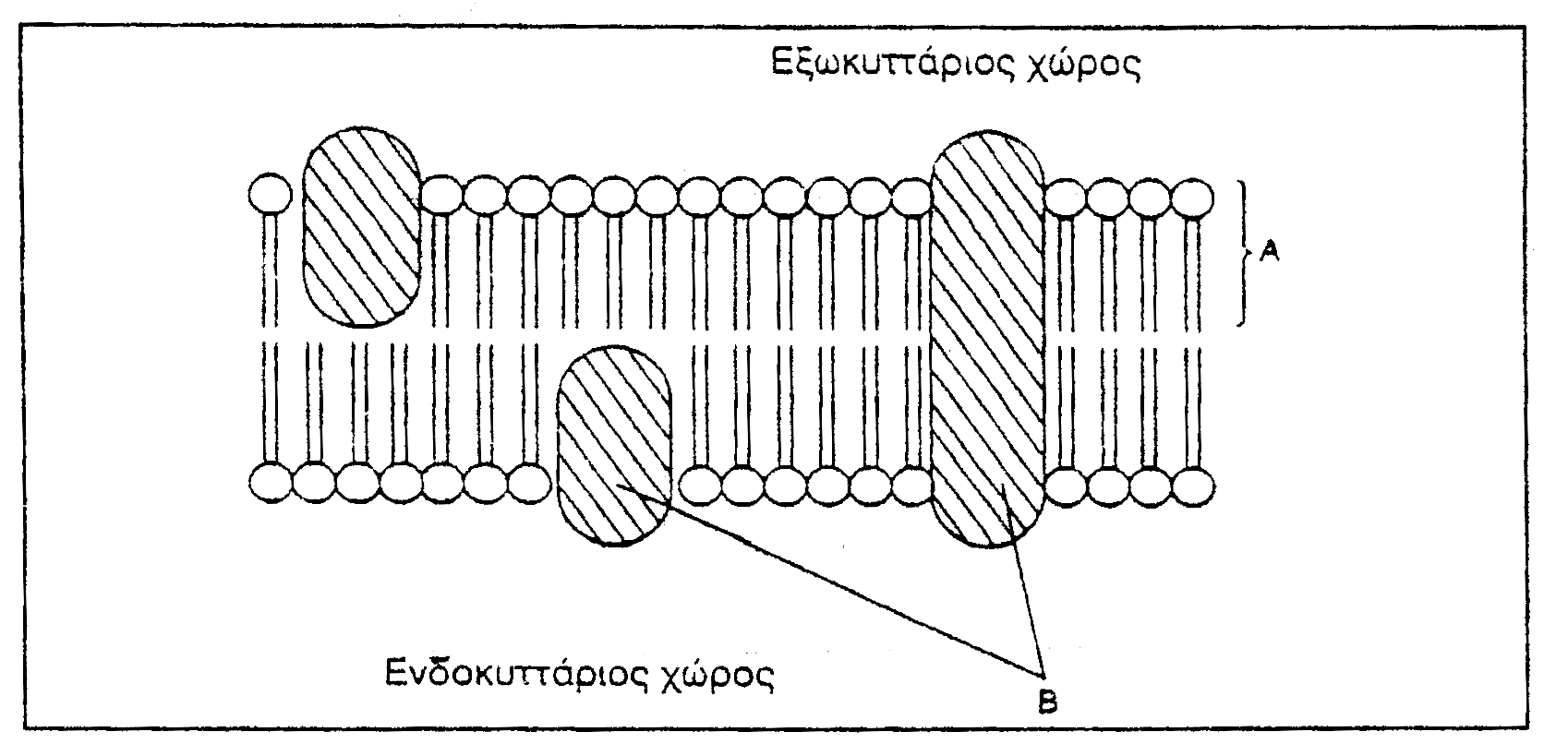 (α) Να εξηγήσετε γιατί αν τοποθετήσουμε ζωικά και φυτικά κύτταρα σε αποσταγμένο νερό, στα ζωικά παρουσιάζεται λύση, ενώ στα φυτικά όχι.