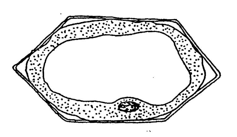 16 ΒΙΟΛΟΓΙΚΕΣ ΜΕΜΒΡΑΝΕΣ 4. (Ενιαίες 2005) Το σχεδιάγραμμα δείχνει ένα φυτικό κύτταρο που τοποθετήθηκε σε διάλυμα γλυκόζης.