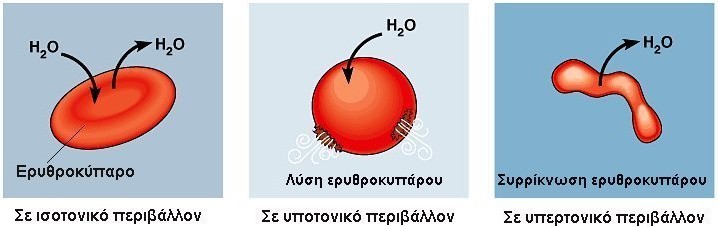 6 ΒΙΟΛΟΓΙΚΕΣ ΜΕΜΒΡΑΝΕΣ Υπερτονικό διάλυμα χαρακτηρίζεται το διάλυμα με τη μεγαλύτερη ωσμωτική συγκέντρωση. Υποτονικό διάλυμα χαρακτηρίζεται το διάλυμα με τη μικρότερη ωσμωτική συγκέντρωση.