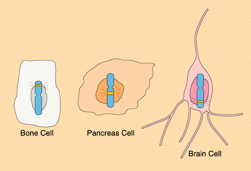 Κάθε ανθρώπινο κύτταρο περιέχει 23 ζεύγη χρωµοσωµάτων, τα οποία µπορούν να διαχωριστούν µε βάση το µέγεθος και την µοναδικότητα