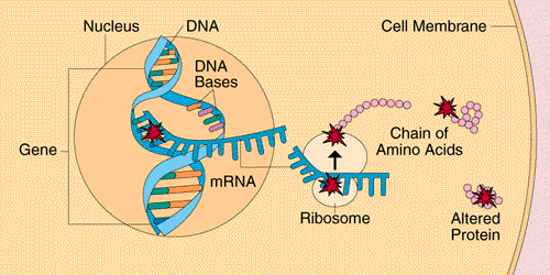 03 Πως συνδέονται τα γονίδια µε µια ασθένεια; Πολλές αν όχι οι περισσότερες ασθένειες έχουν τις ρίζες τους στα γονίδιά µας.