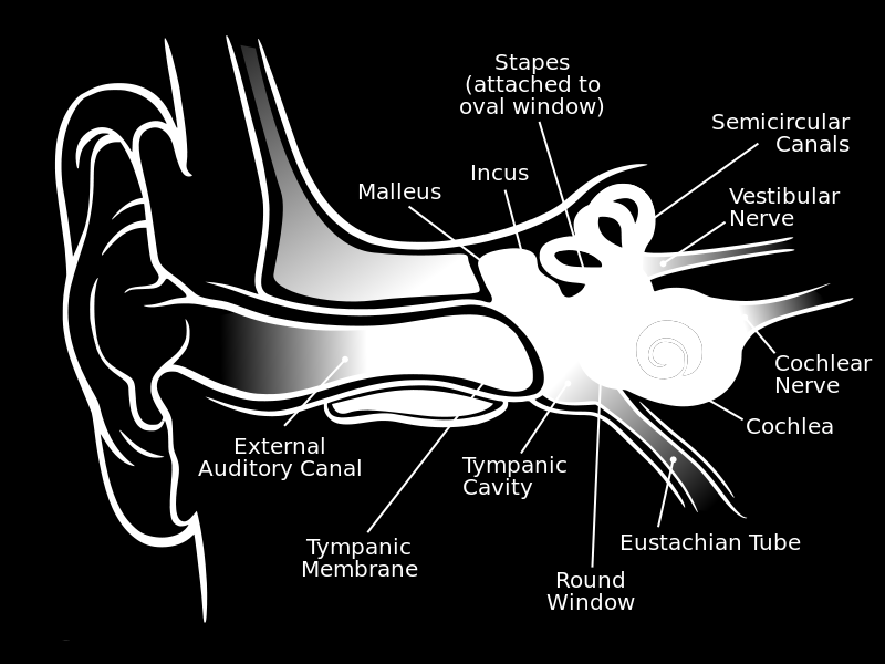 Οι αυλακώσεις στο έξω αυτί είναι αυτές που δίνουν στον εγκέφαλο πληροφορίες για την θέση της ηχητικής πηγής.