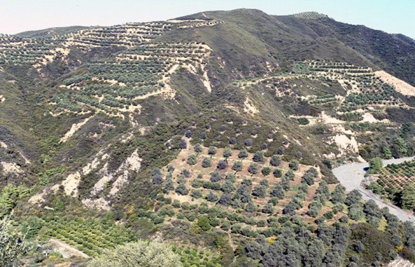 Πολιτικές Εικόνα 14. Η αγροτική πολιτική της Ε.Ε. ευνόησε την μετατροπή των θαμνώνων μακί σε ελαιώνες στην Κρήτη με αποτέλεσμα τη σοβαρή διάβρωση του εδάφους (φωτο: Β. Παπαναστάσης) Εικόνα 15.