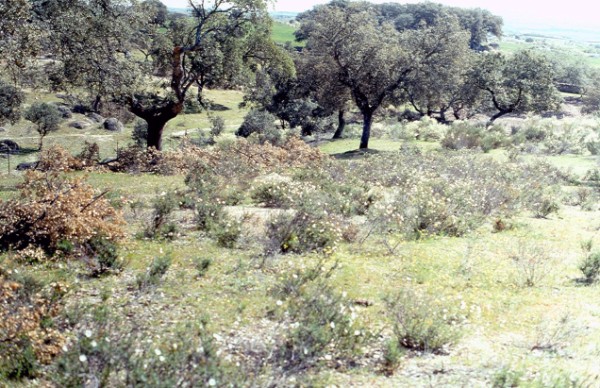 Η μετατροπή των βοσκοτόπων μακί σε ποολίβαδα με βαθειά άροση κατά μήκος της κλίσης της πλαγιάς οδήγησε σε σοβαρή διάβρωση του εδάφους στη Σαρδηνία (φωτο: C. Zucca) 10 Εικόνα 16.