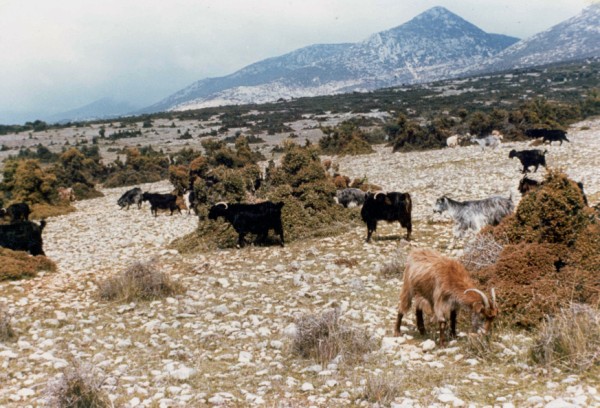 κριτήριο για την αξιολόγηση της λιβαδικής κατάστασης είναι η κάλυψη της βλάστησης.