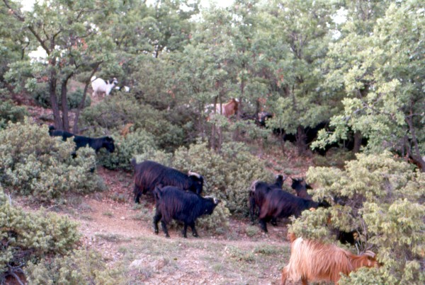 Πυκνό δίκτυο μονοπατιών προβάτων και αιγών σε πλαγιά (φωτο: Β. Παπαναστάσης) Το είδος του ζώου είναι ένας άλλος σημαντικός διαχειριστικός παράγοντας που έχει επιπτώσεις στους βοσκοτόπους.