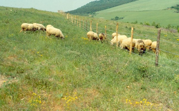 μια μεγάλη περίοδο μέσα στο έτος. Αυτό σημαίνει ότι οι επιπτώσεις της βόσκησης των αγροτικών ζώων εξαρτώνται κατά πολύ από το σύστημα βόσκησης που εφαρμόζεται.